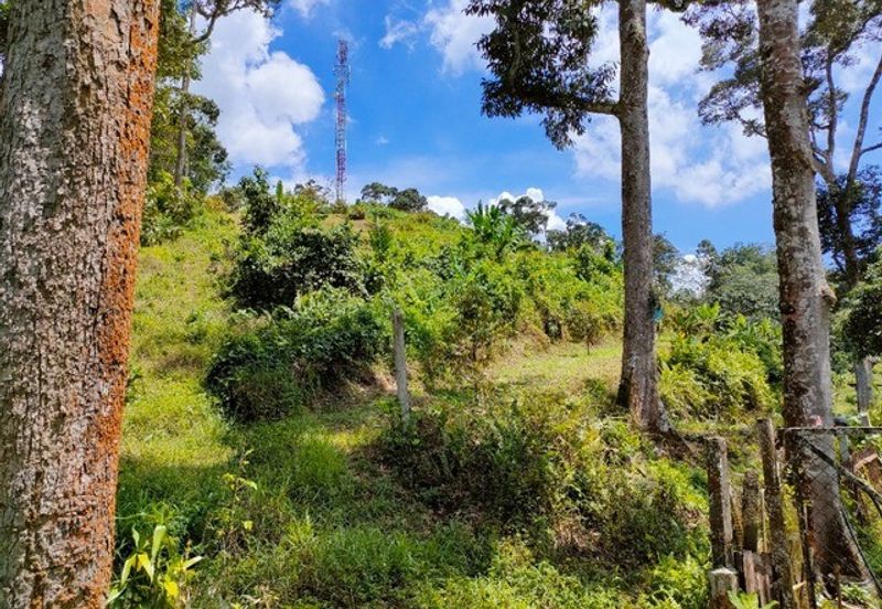 Tapah Freehold Agricultural Land For Sale