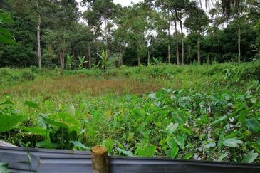 Tapah Freehold Agricultural Land For Sale