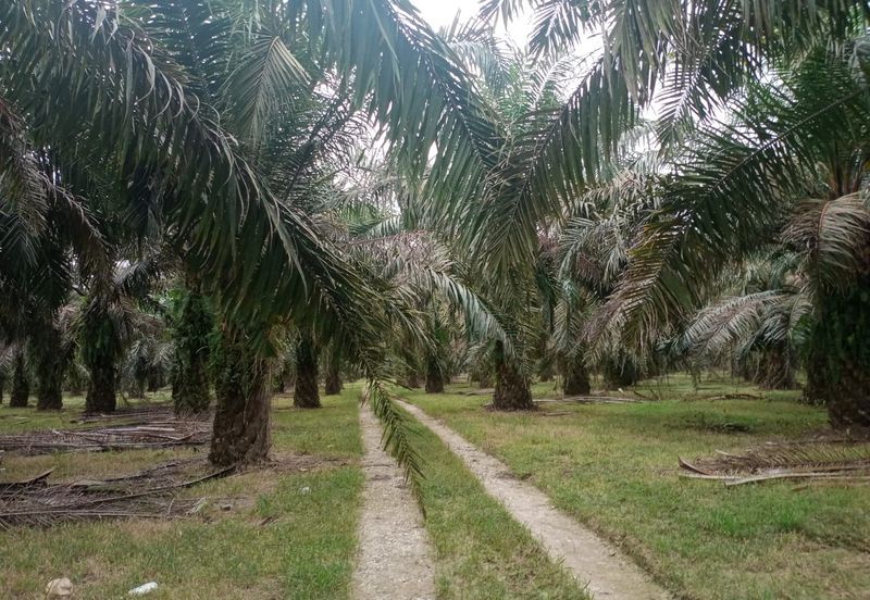 Oil Palm Plantation Sungkai Slim River Muallim Perak