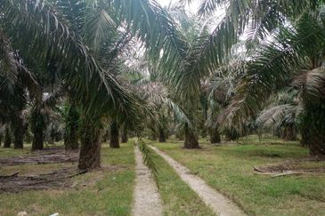 Oil Palm Plantation Sungkai Slim River Muallim Perak