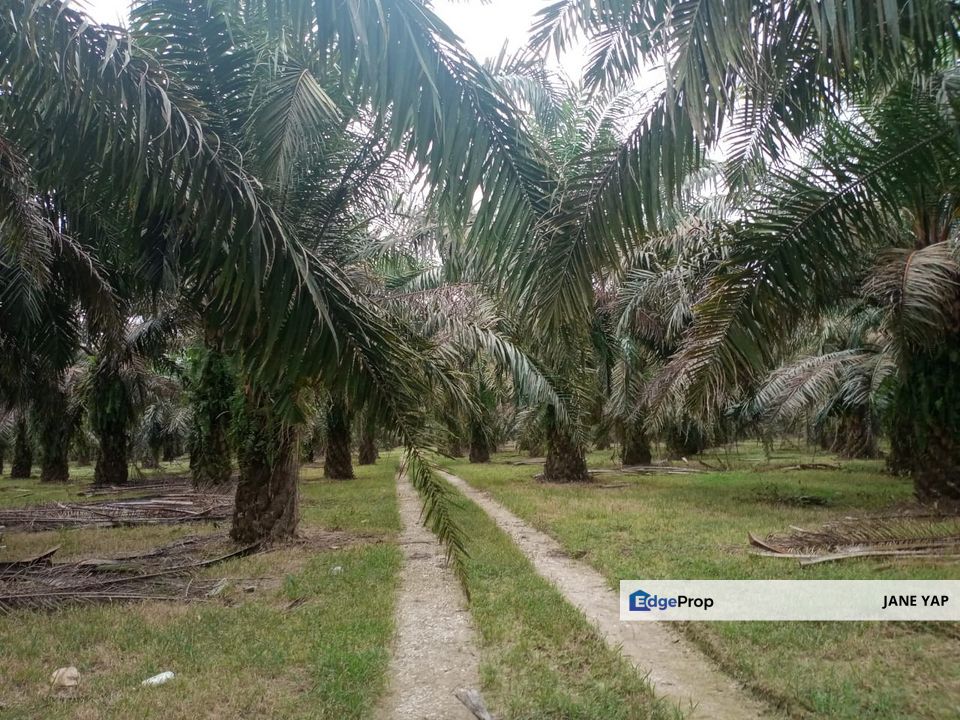 Oil Palm Plantation Sungkai Slim River Muallim Perak, Perak, Sungkai