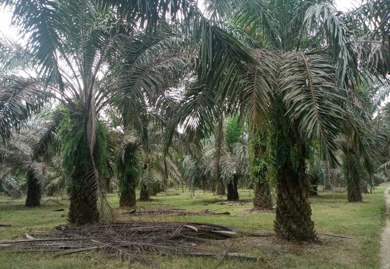Oil Palm Plantation Sungkai Slim River Muallim Perak