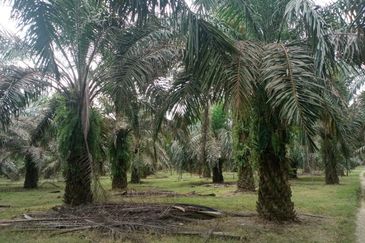 Oil Palm Plantation Sungkai Slim River Muallim Perak