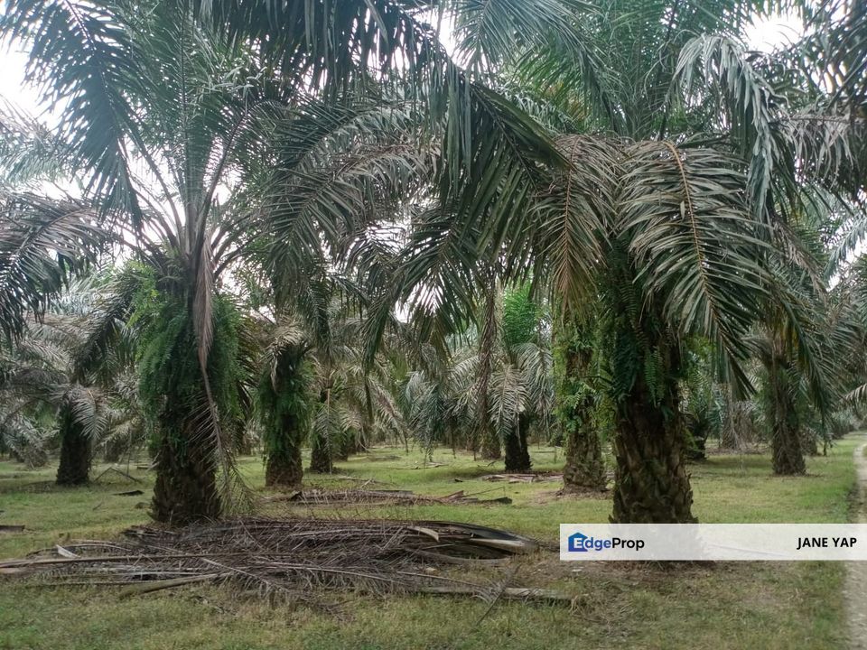 Oil Palm Plantation Sungkai Slim River Muallim Perak, Perak, Sungkai