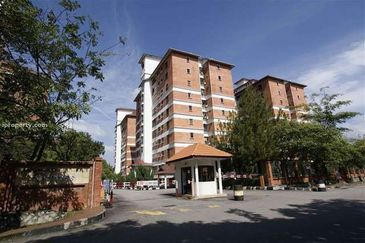 Evergreen Park Cypress