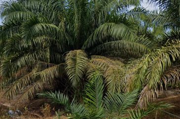 Bukit Jintan, Yong Peng Tanah Pertanian (Sawit 6-7 Tahun)