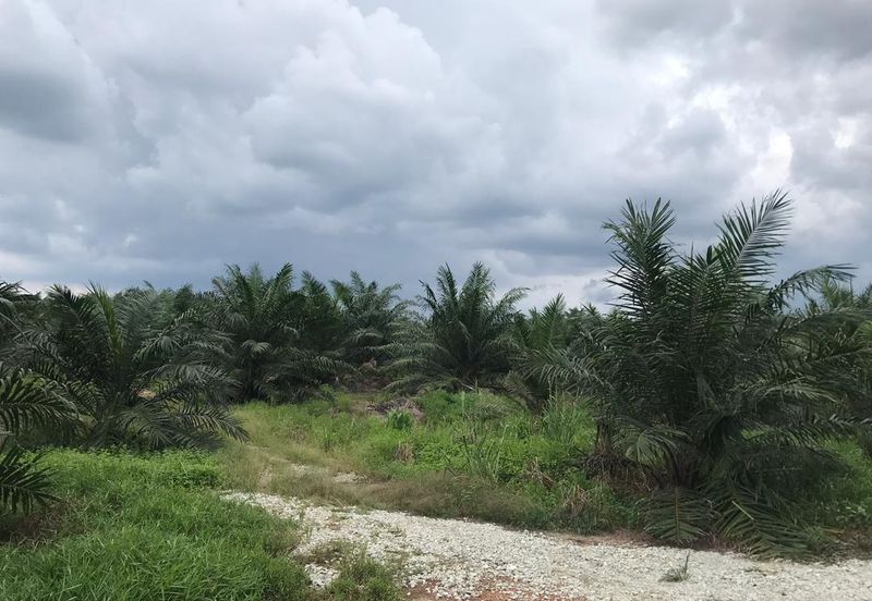Selangor Kuala Langat Freehold Agri For Sale !!