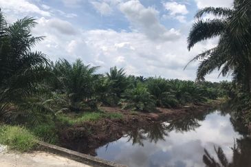 Selangor Kuala Langat Freehold Agri For Sale !!