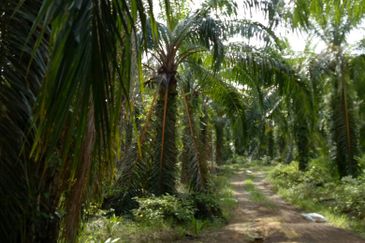 Agri land in industrial zoning at Ijok For Sale