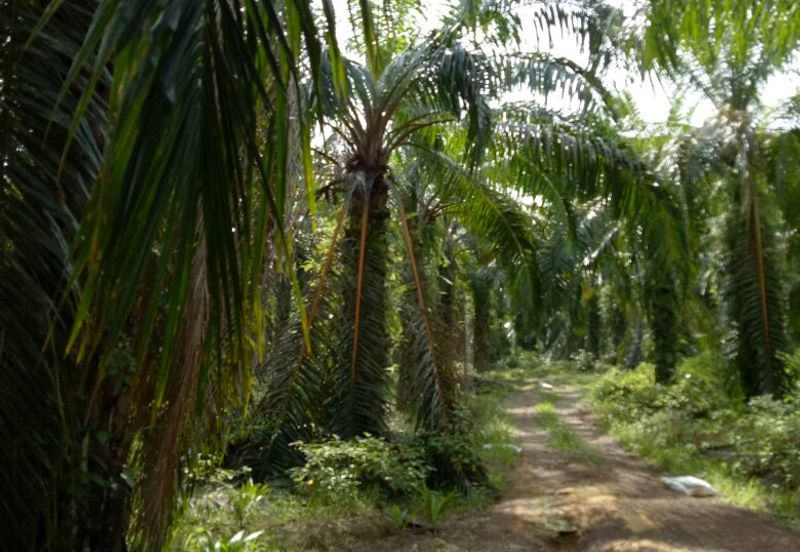 Agri land in industrial zoning at Ijok For Sale