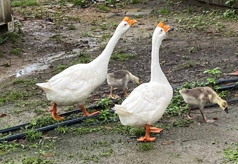 Semenyih with Farm, Durian & Fish Pond For Sale