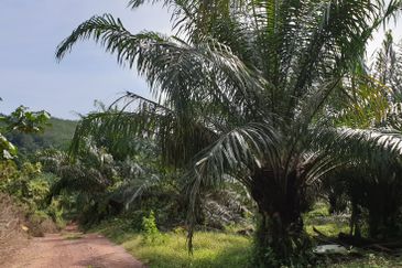 Freehold Agri Land at Ijok For Sale