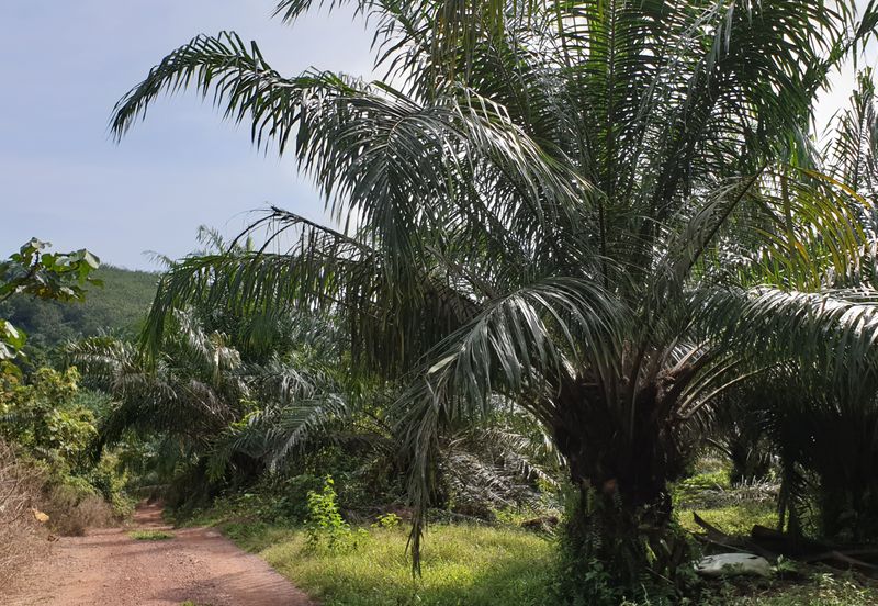 Freehold Agri Land at Ijok For Sale