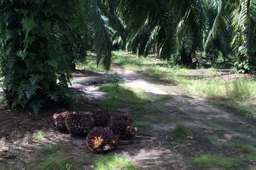 Freehold Agri Land at Ijok For Sale