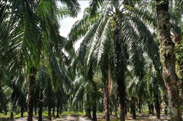 Selangor Agri Land in Ind Zoning Ijok For Sale!