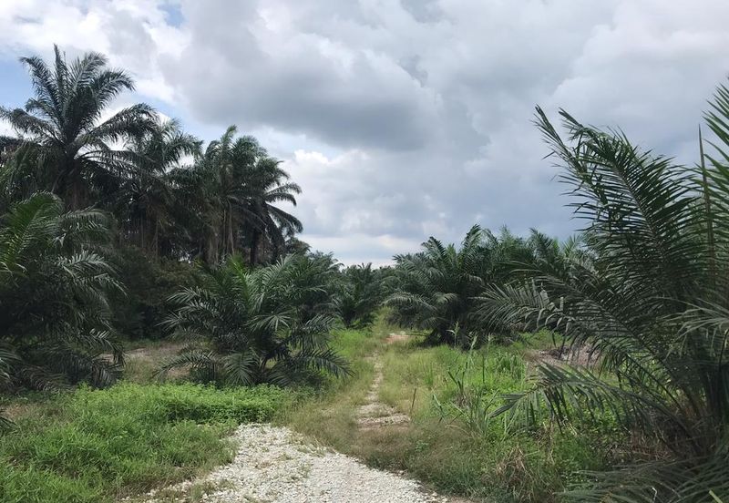 Agri land at Banting Selangor freehold For Sale !!