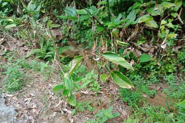 Commercial land 5.165acres at cheras for sale!!