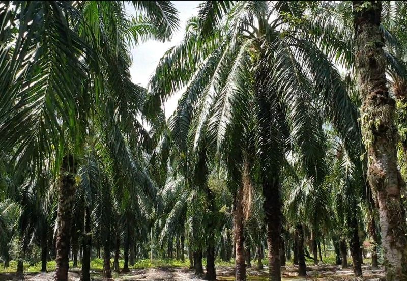 Ijok kuala selangor agri land 2.77acres in ind zoning For Sale!