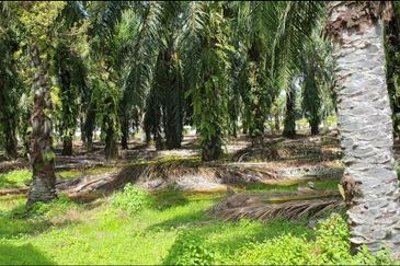 Agri Land 2.77acres in Ind Zoning Ijok For Sale!