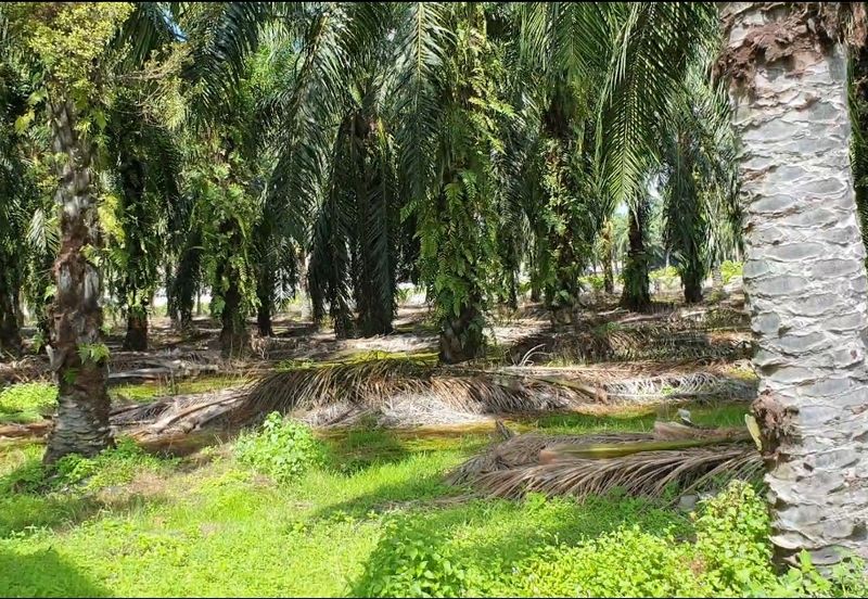 Agri Land 2.77acres in Ind Zoning Ijok For Sale!