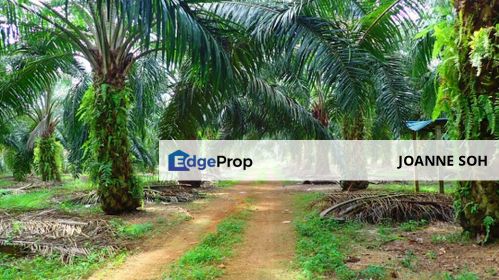 Agri land 20acres at muar johor for sale, Johor, Muar