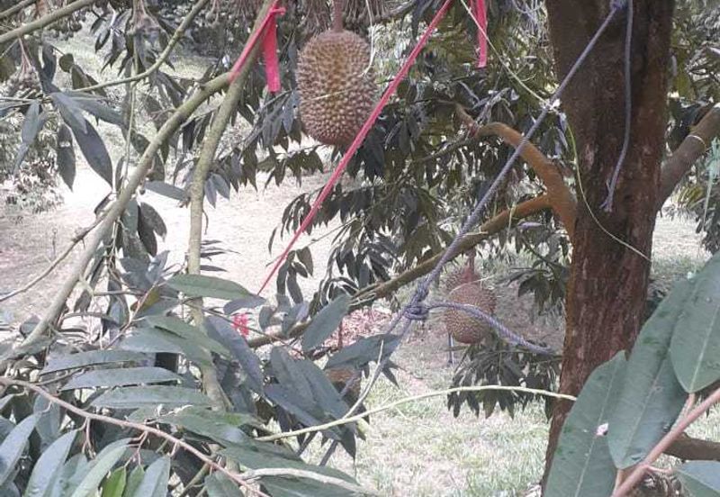 Freehold musang king farm at Benta Pahang for sale
