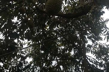 Freehold musang king farm at Benta Pahang for sale