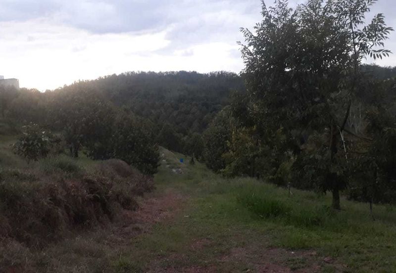 Freehold musang king farm at Benta Pahang for sale