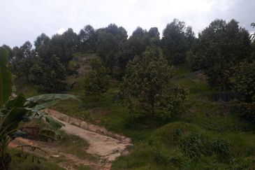 Freehold musang king farm at Benta Pahang for sale