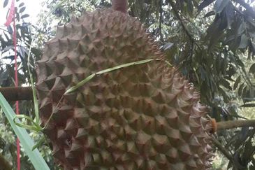 Freehold musang king farm at Benta Pahang for sale