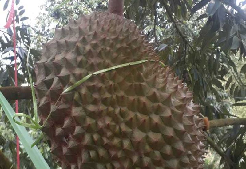 Freehold musang king farm at Benta Pahang for sale