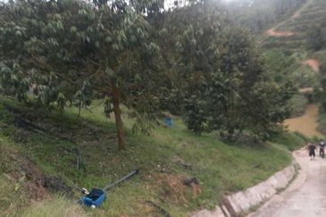 Freehold musang king farm at Benta Pahang for sale