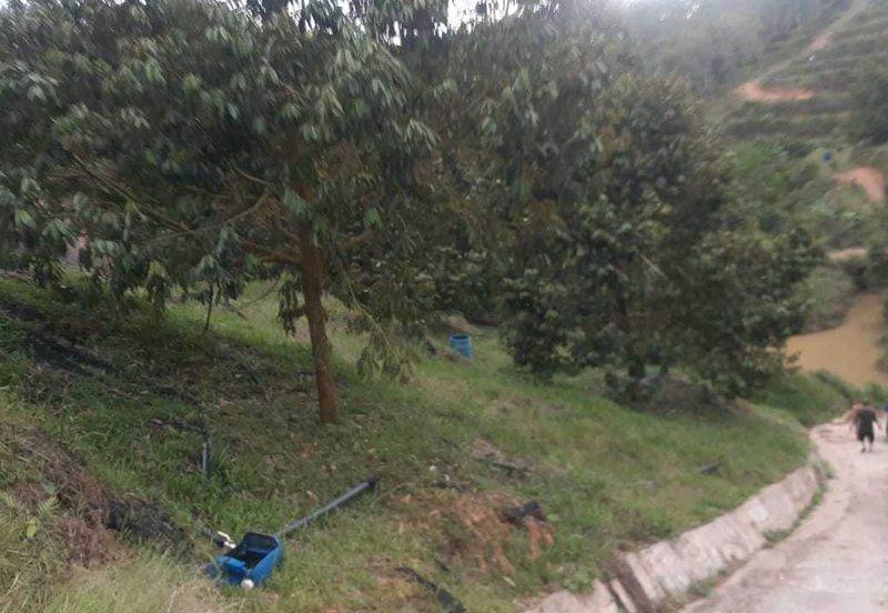 Freehold musang king farm at Benta Pahang for sale