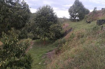 Freehold musang king farm at Benta Pahang for sale