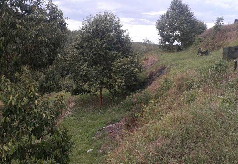 Freehold musang king farm at Benta Pahang for sale