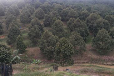 Freehold pahang musang king farm at Benta Pahang for sale