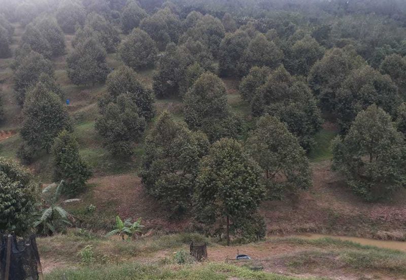 Freehold pahang musang king farm at Benta Pahang for sale