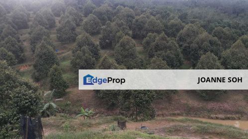 Freehold pahang musang king farm at Benta Pahang for sale, Pahang, Benta