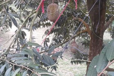 Freehold pahang musang king farm at Benta Pahang for sale