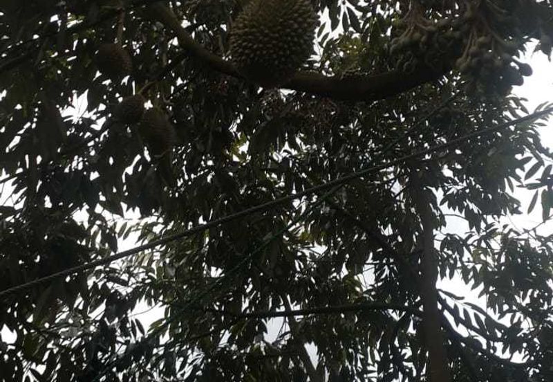 Freehold pahang musang king farm at Benta Pahang for sale