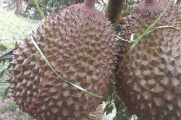Freehold pahang musang king farm at Benta Pahang for sale