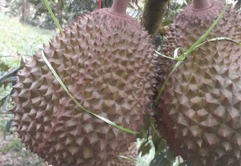 Freehold pahang musang king farm at Benta Pahang for sale