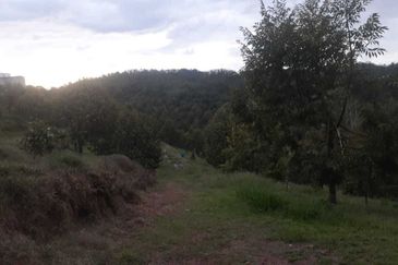 Freehold pahang musang king farm at Benta Pahang for sale