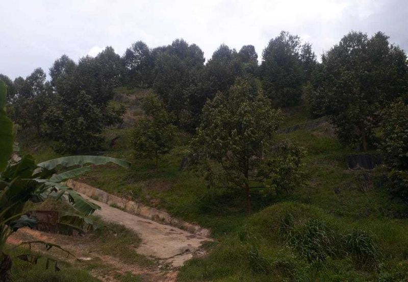 Freehold pahang musang king farm at Benta Pahang for sale