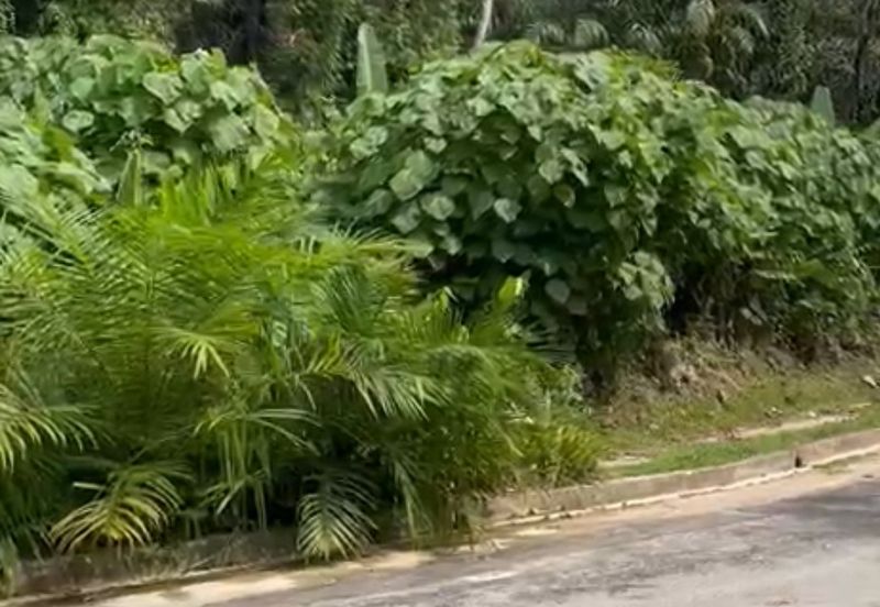 Damansara Heights (Bukit Damansara)