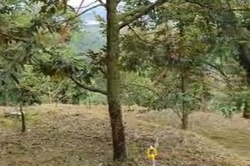 Agriculture land with musang king at Perak tapah for sale