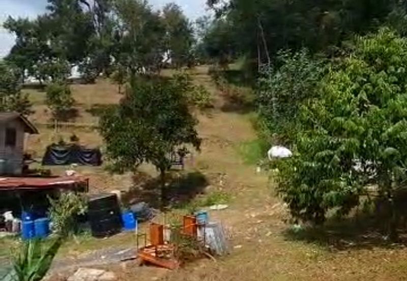 Agriculture land with musang king at Perak tapah for sale