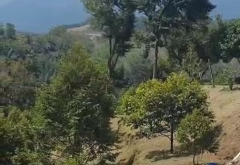 Agriculture land with musang king at Perak tapah for sale