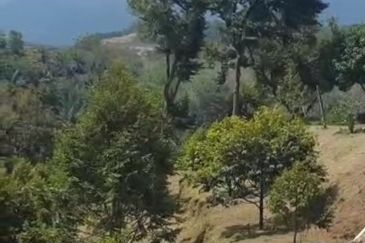 Agriculture land with musang king at Perak tapah for sale