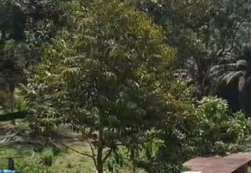 Agriculture land with musang king at Perak tapah for sale